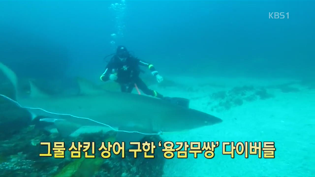 [디지털 광장] 그물 삼킨 상어 구한 ‘용감무쌍’ 다이버들