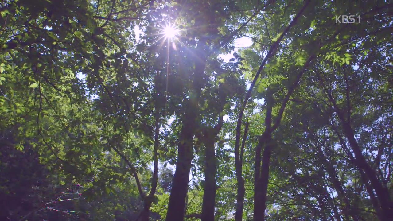 [뉴스광장 영상] 여름 끝자락의 숲