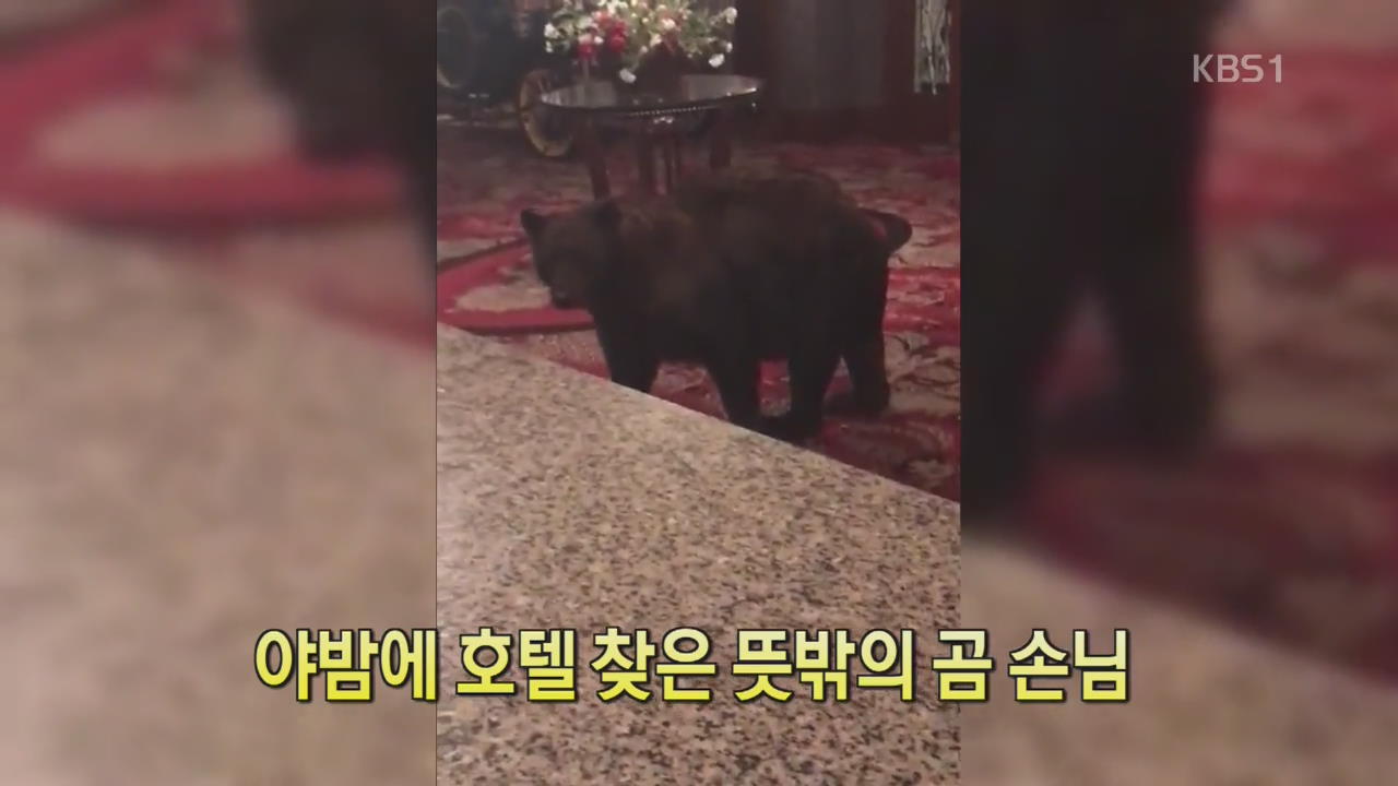 [디지털 광장] 야밤에 호텔 찾은 뜻밖의 곰 손님