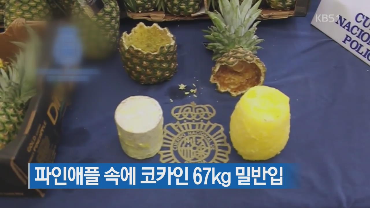 [지금 세계는] 파인애플 속에 코카인 67kg 밀반입