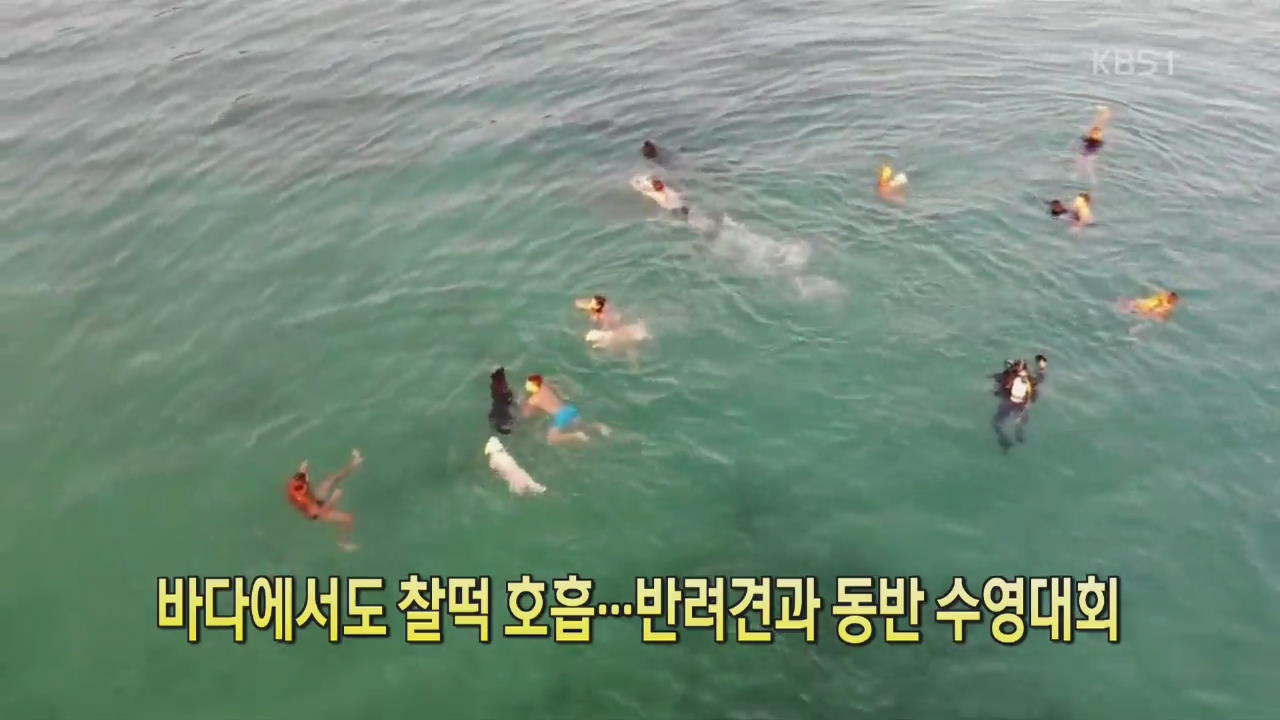 [디지털 광장] 바다에서도 찰떡 호흡…반려견과 동반 수영대회