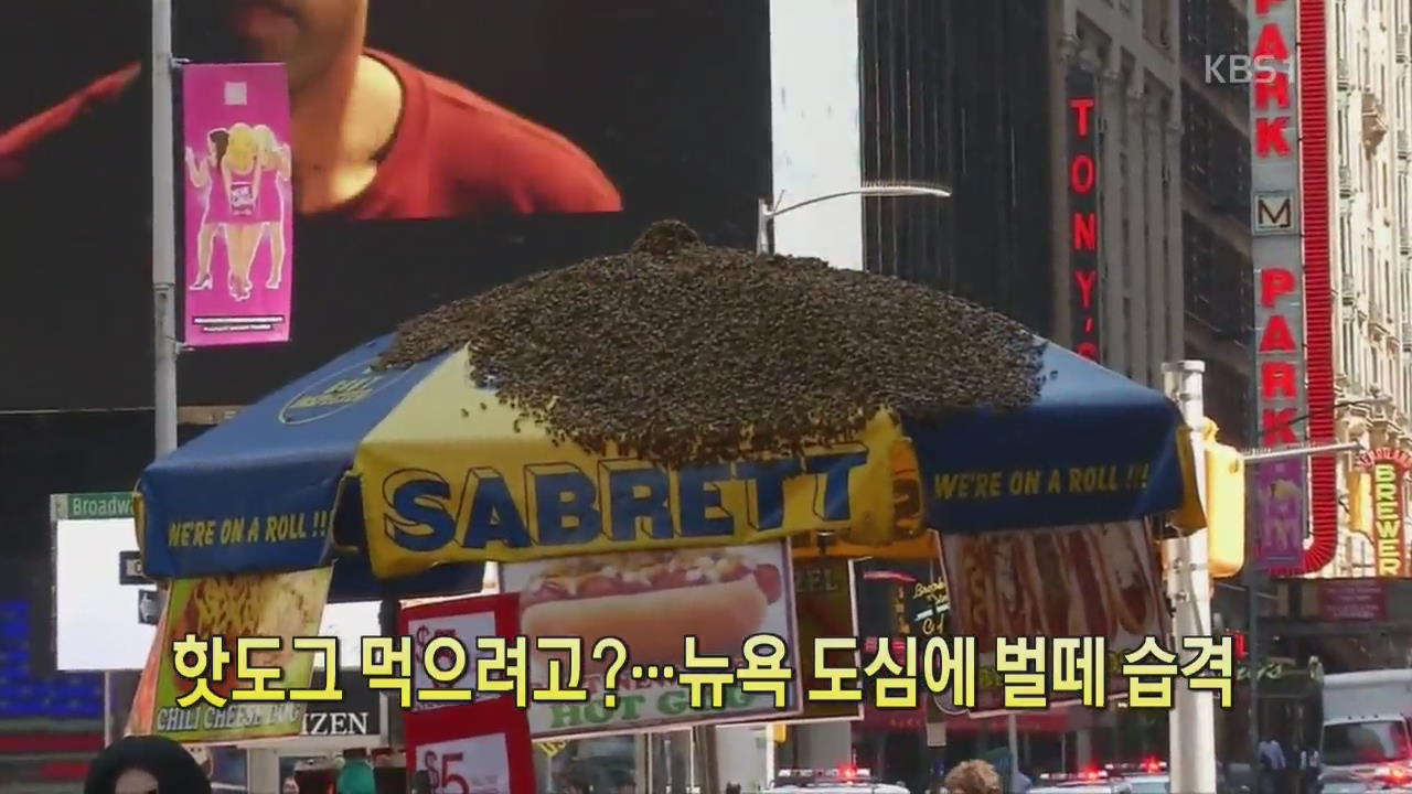 [디지털 광장] 핫도그 먹으려고?…뉴욕 도심에 벌떼 습격 