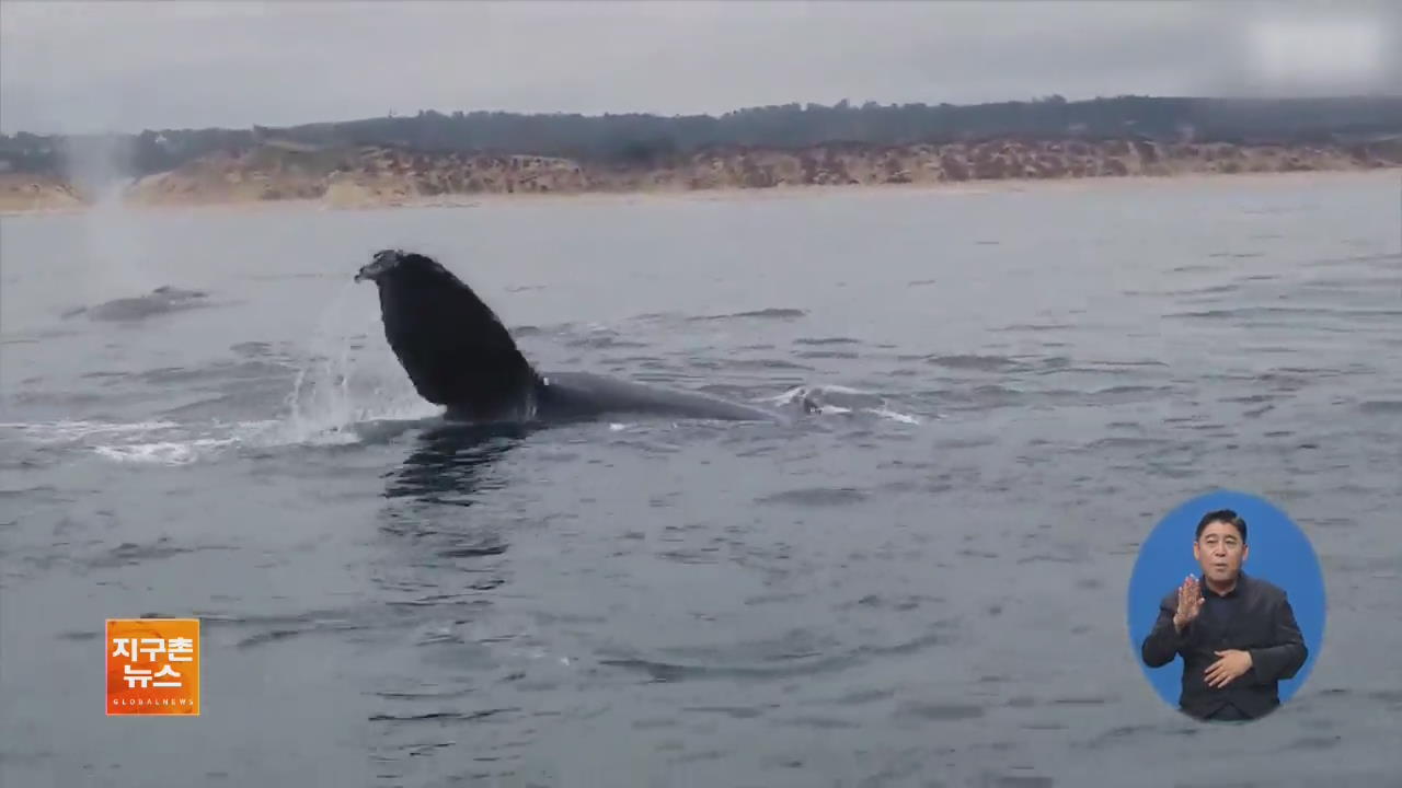 [지구촌 화제 영상] 가까이하기엔 너무 무서운 고래