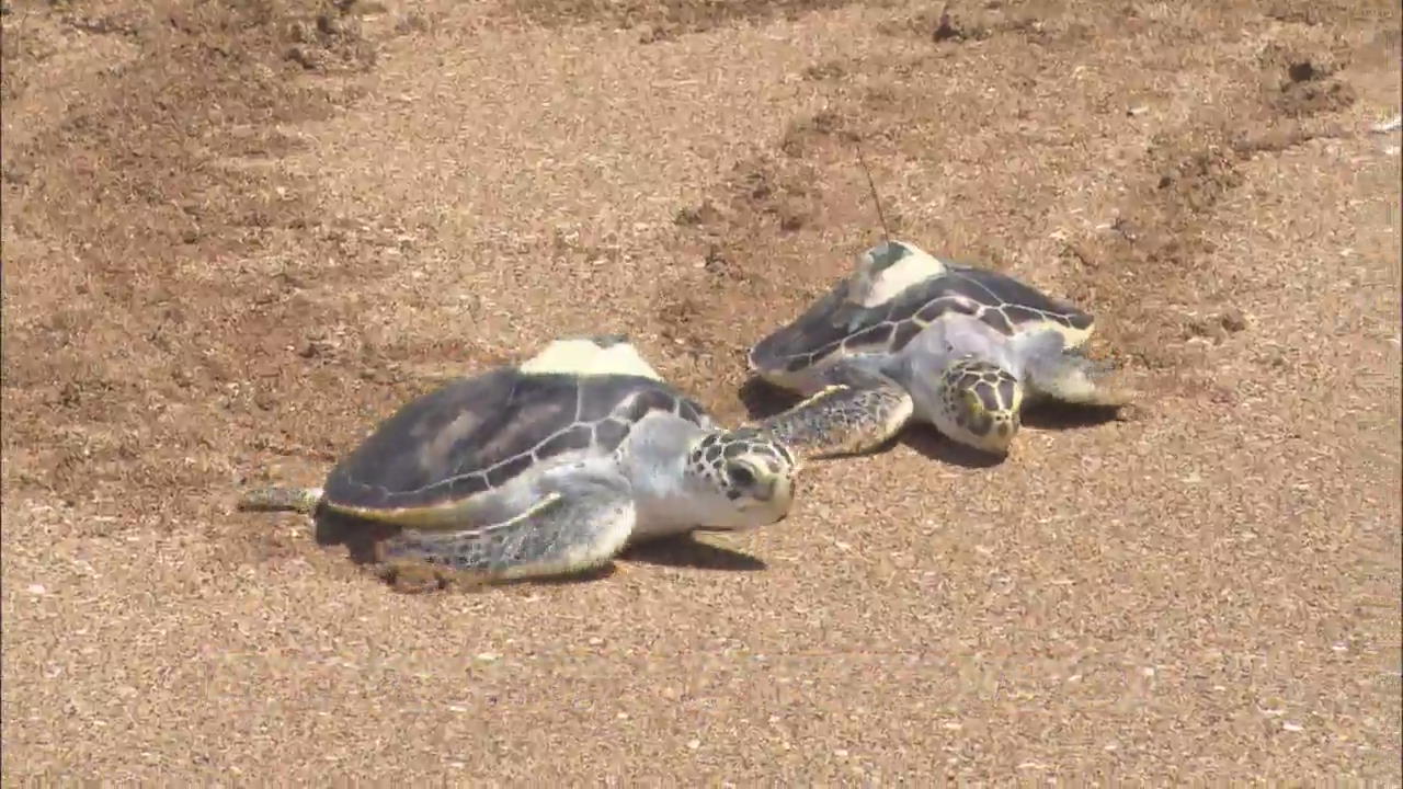Sea Turtles Released