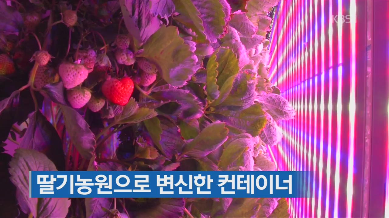 [지금 세계는] 딸기농원으로 변신한 컨테이너