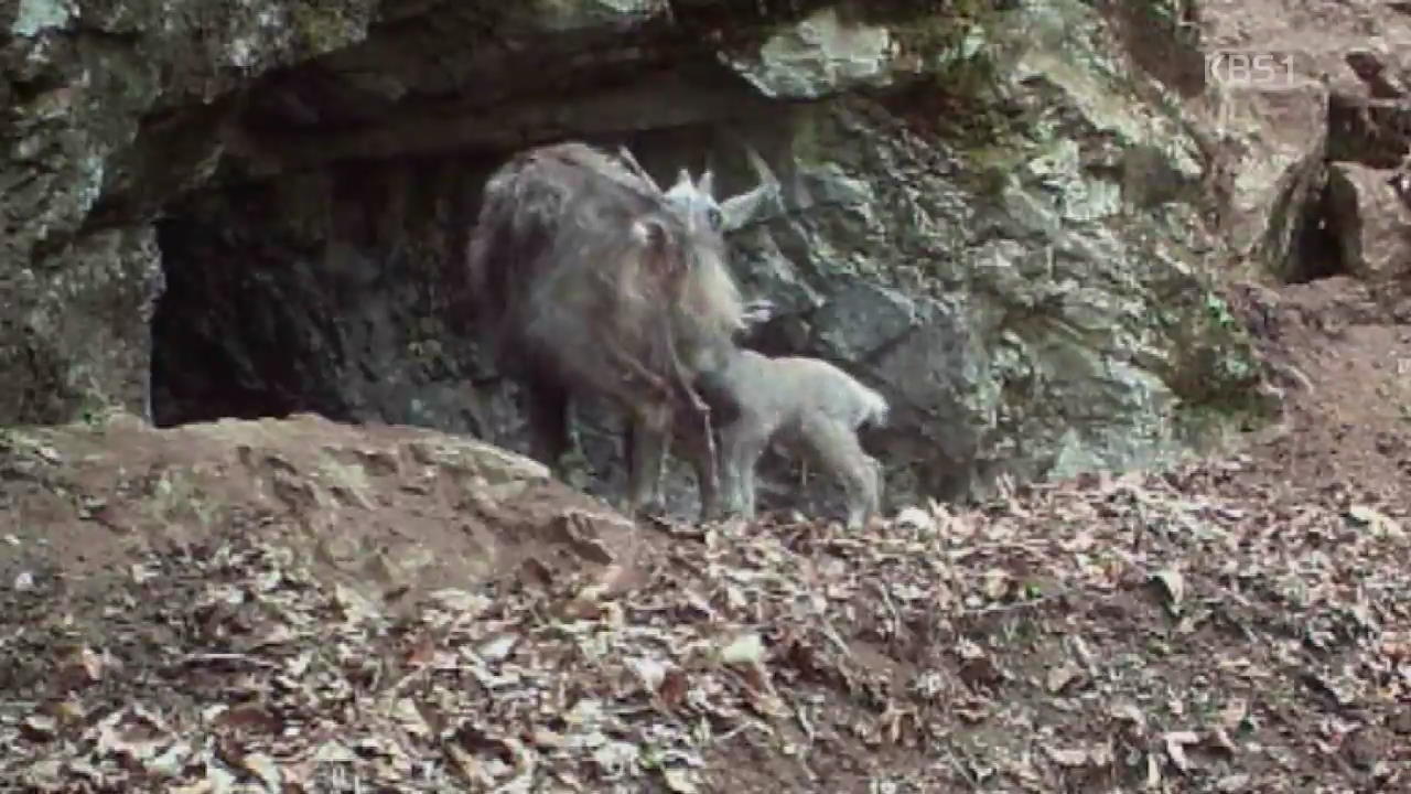 멸종위기종 ‘산양’ 출산부터 성장까지…첫 포착