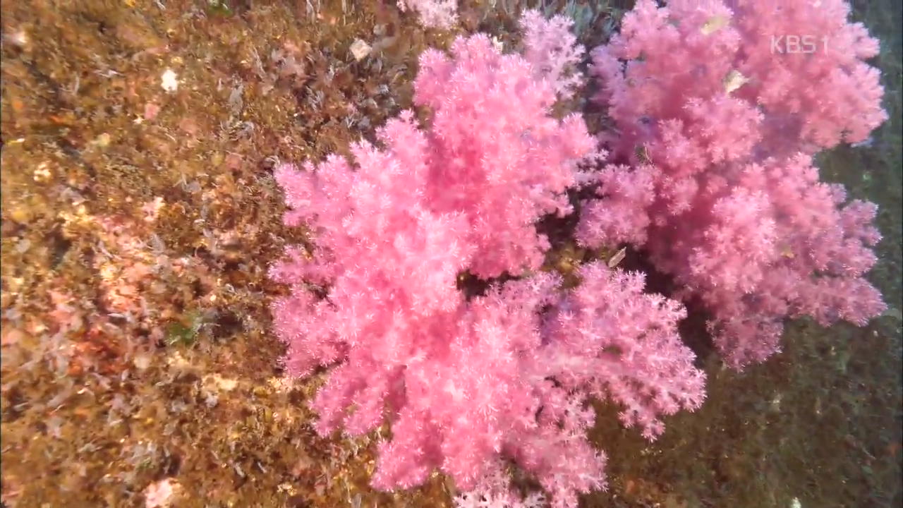 ‘바다의 꽃’ 연산호, 이젠 제주항에서 발견
