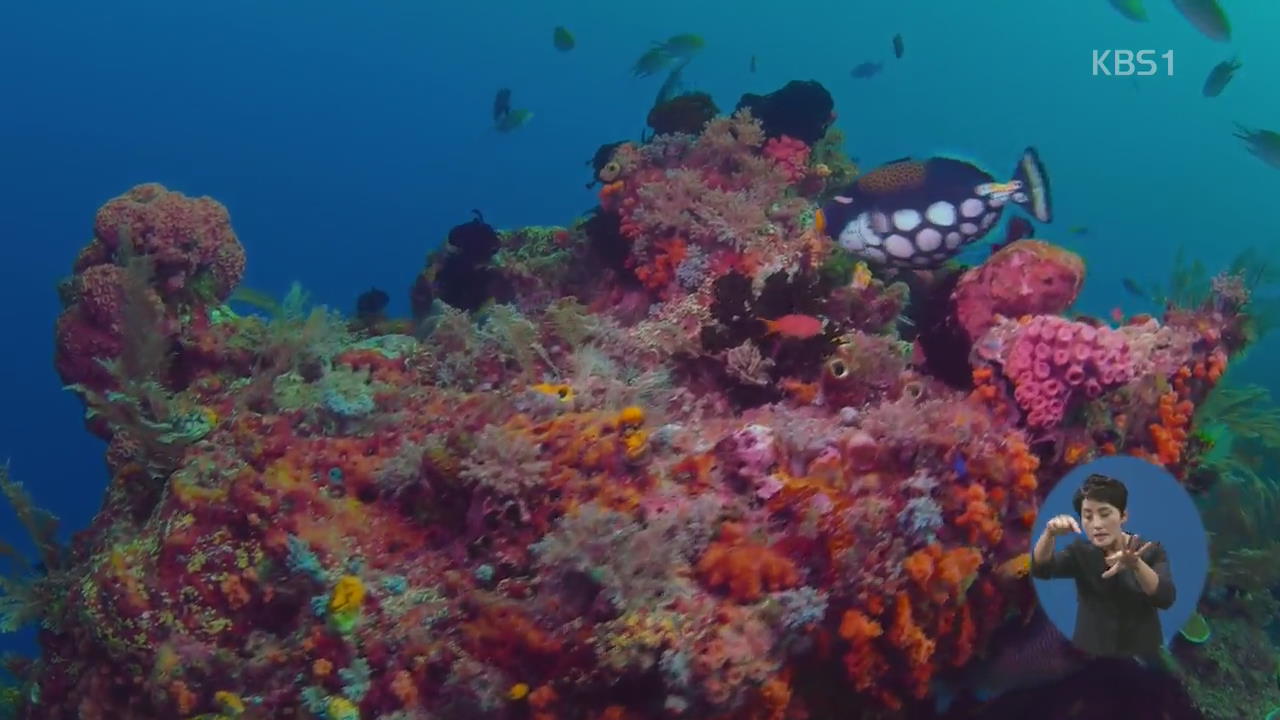 무심코 쓰는 ‘자외선 차단제’, 바닷속 산호 생존 위협