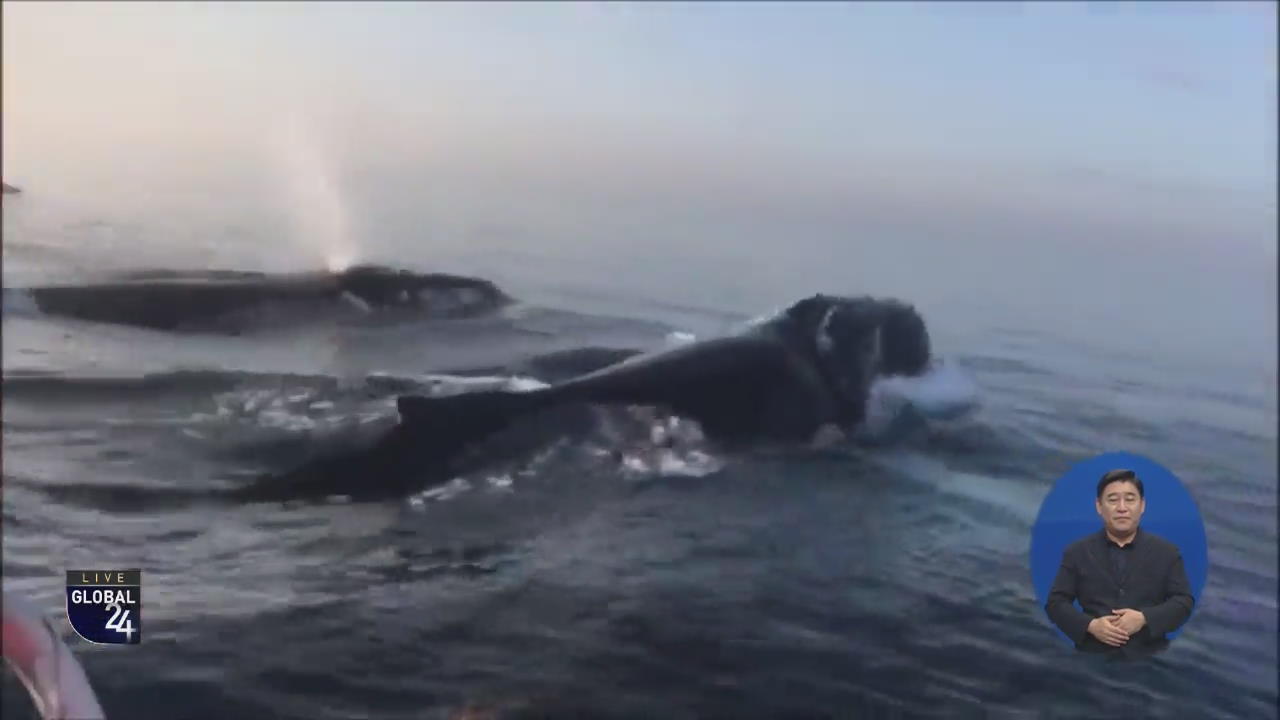 [글로벌 스토리] 세 마리가 연달아…혹등고래의 점프