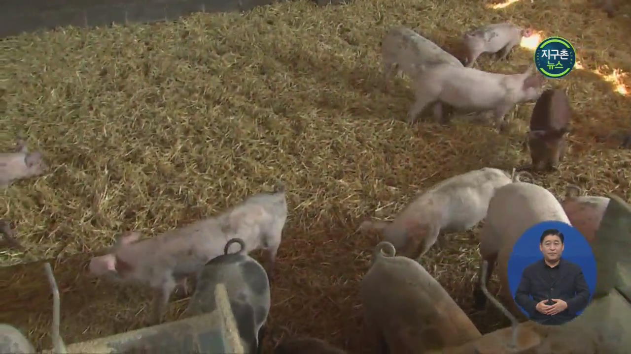 벨기에, 돼지고기 수출 비상…감자 농사 흉작