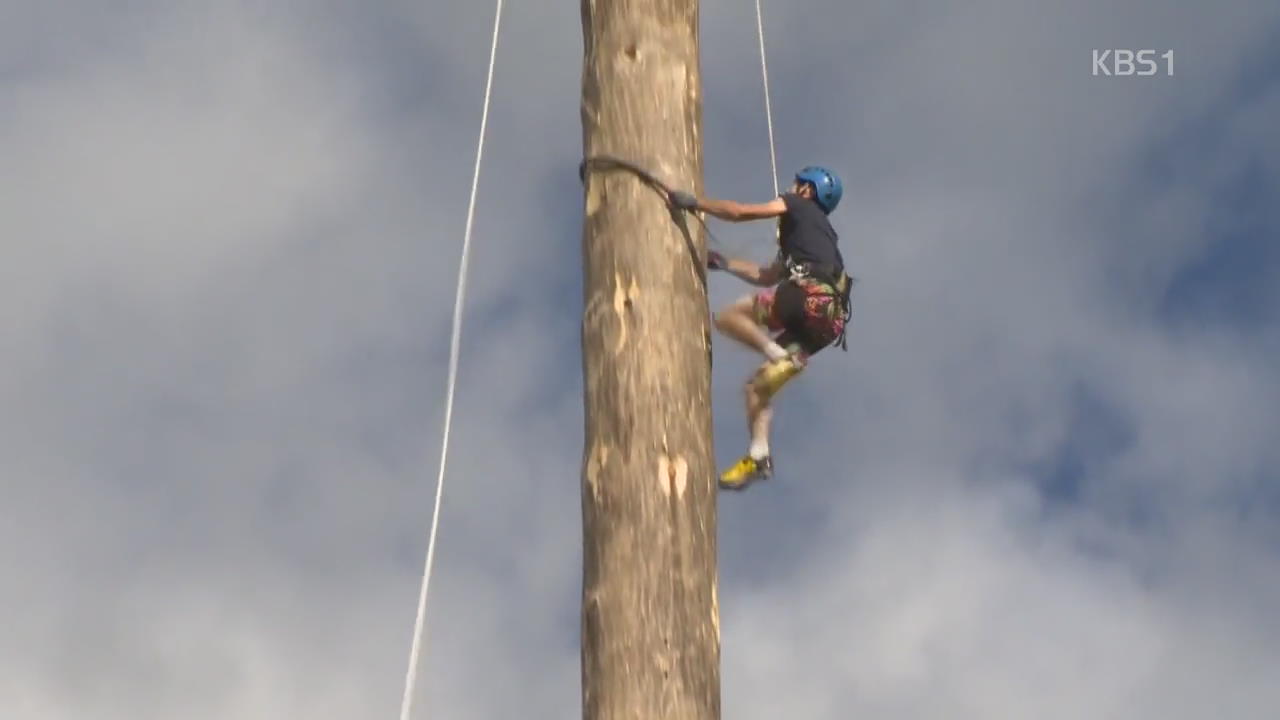 [디지털 광장] 25m 높이를 단숨에…나무 기둥 오르기 대회