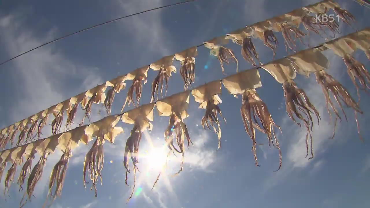 [뉴스광장 영상] 차귀도포구 오징어