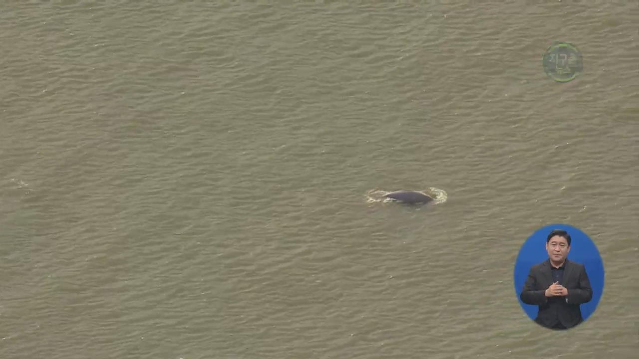 英 템스강, 북극해의 ‘흰돌고래’ 출몰…‘길 잃어 영국까지’ 추정