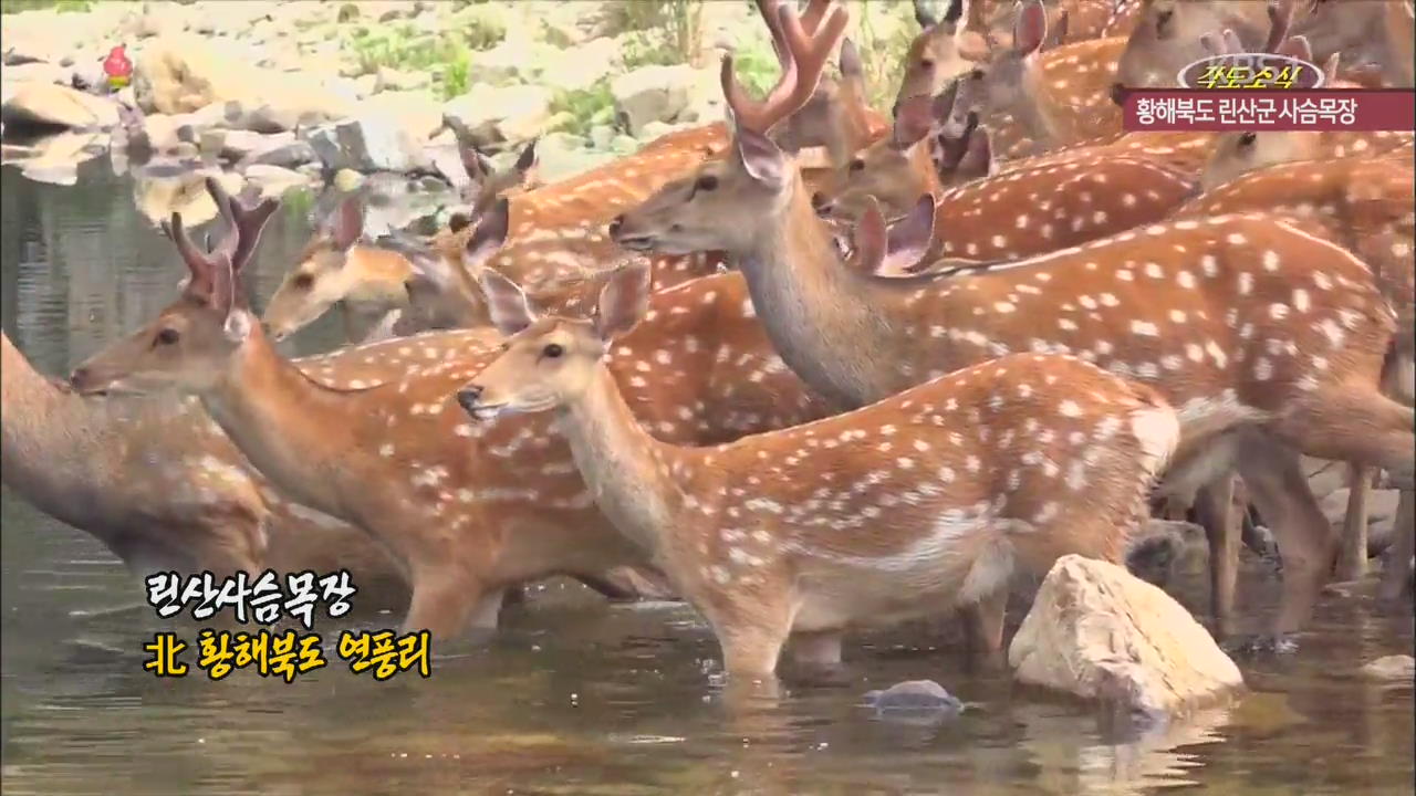 [북한 영상] 황해북도 연풍리 사슴목장
