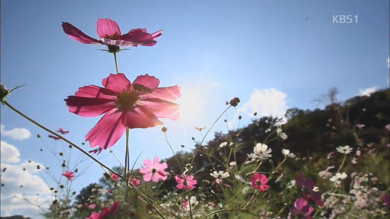 [뉴스광장 영상] 들꽃언덕
