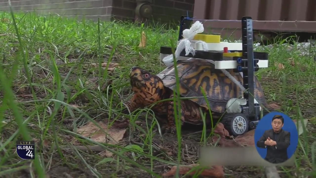 [글로벌 스토리] ‘조립장난감 휠체어’로 재활 중인 거북이