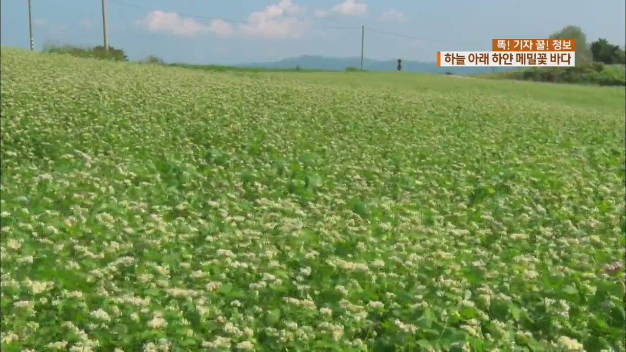[똑! 기자 꿀! 정보] 하얀 메밀밭·젖소·양…자연이 숨쉬는 고창