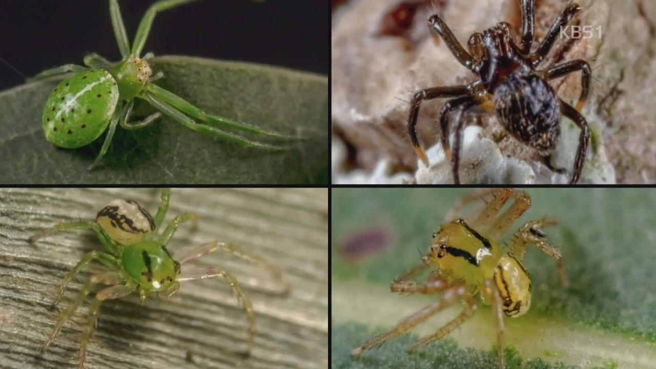퀸즐랜드서 새로운 거미 37종 발견돼