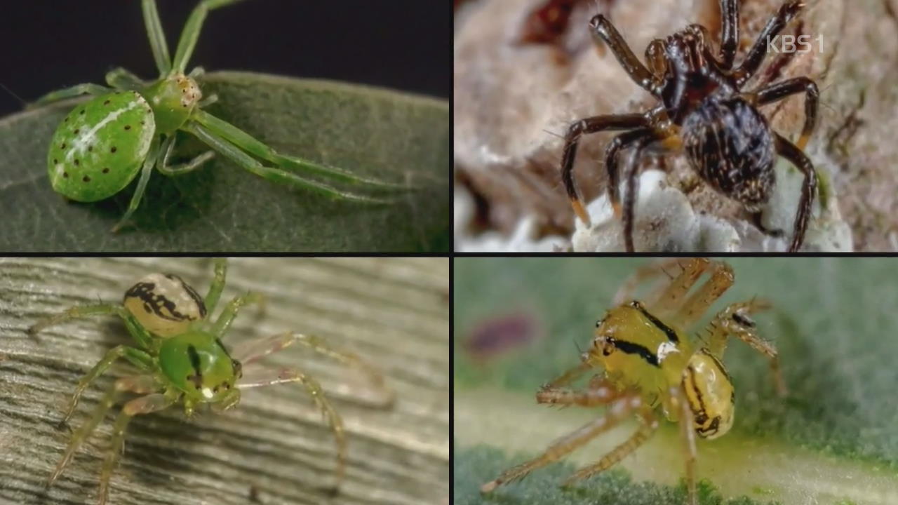 호주 퀸즐랜드서 새로운 거미 37종 발견돼