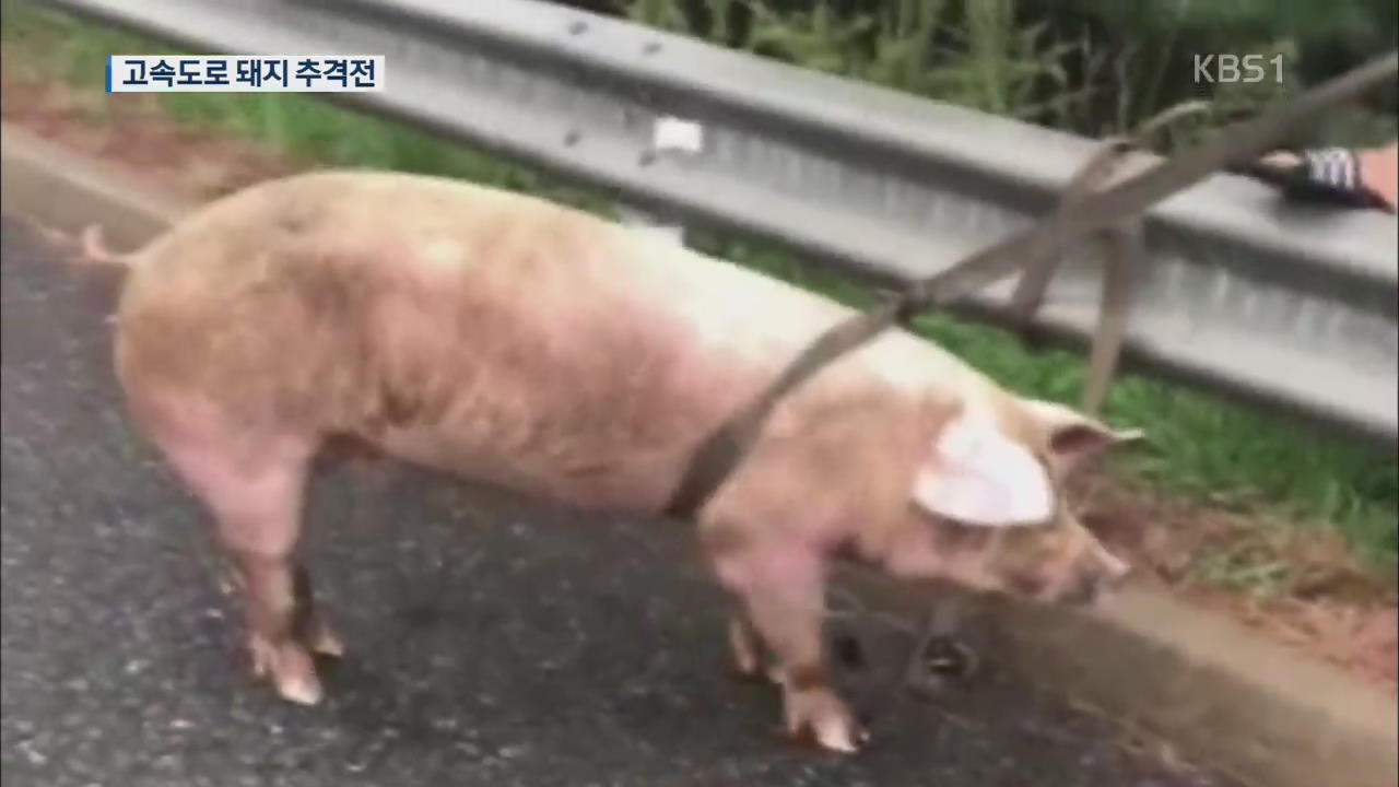 고속도로에 나타난 돼지…2시간의 포획작전