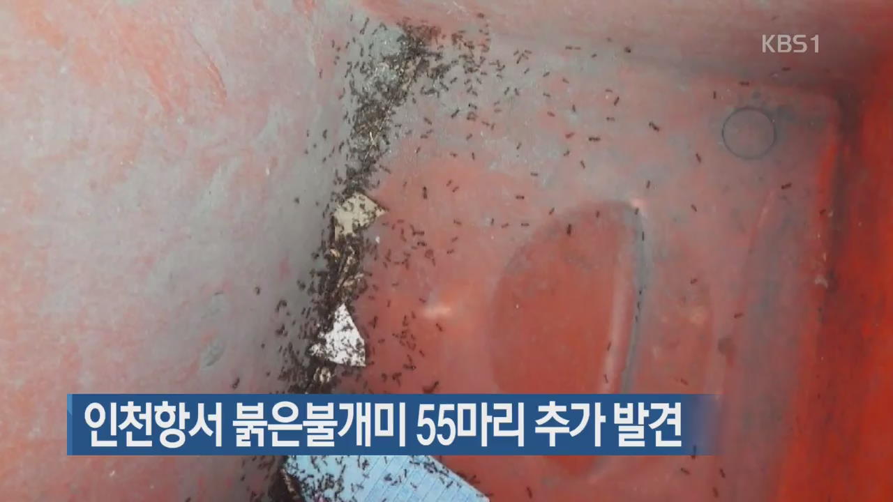 인천항서 붉은불개미 55마리 추가 발견