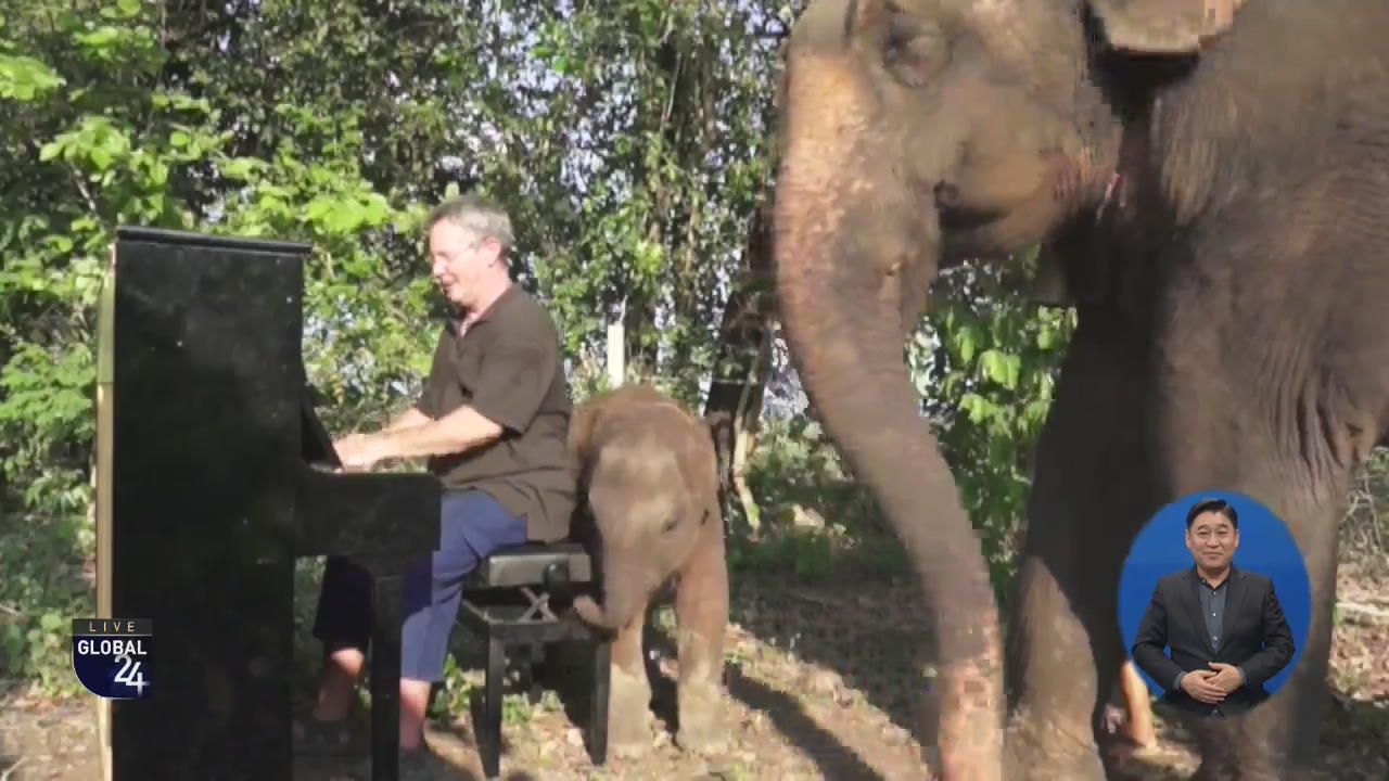 [글로벌 스토리] 코끼리 관객을 위한 피아노 연주 
