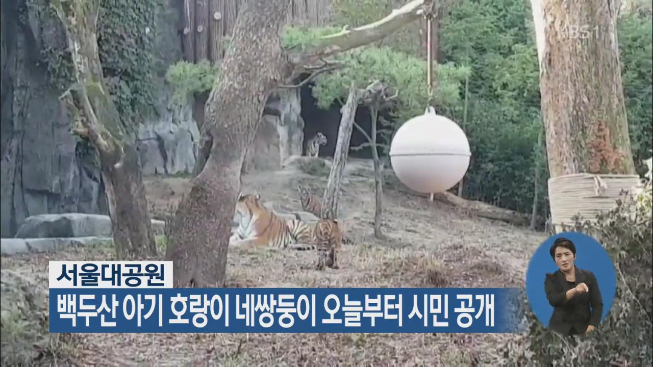 서울대공원, 백두산 아기 호랑이 네쌍둥이 오늘부터 시민 공개