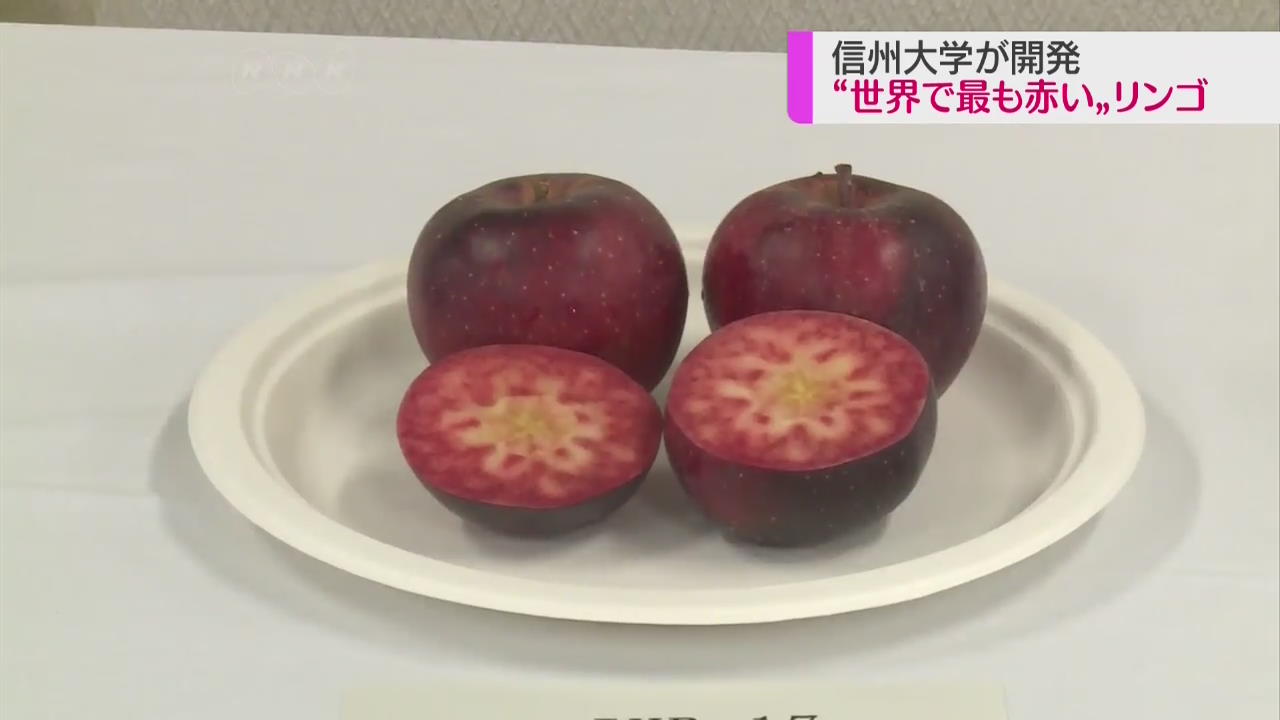 ‘세상에서 가장 빨간 사과’ 日서 개발