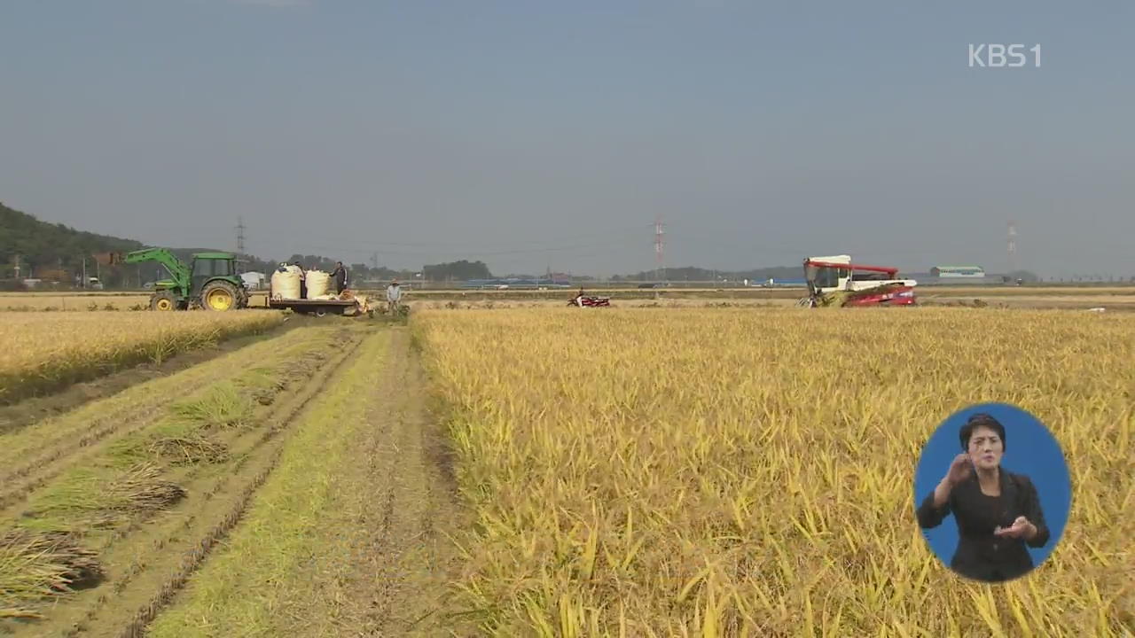 쌀 생산량 2.5% 감소…수확기에도 쌀값 상승