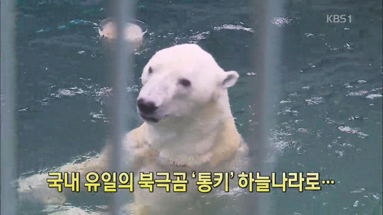 [디지털 광장] 국내 유일의 북극곰 ‘통키’ 하늘나라로…