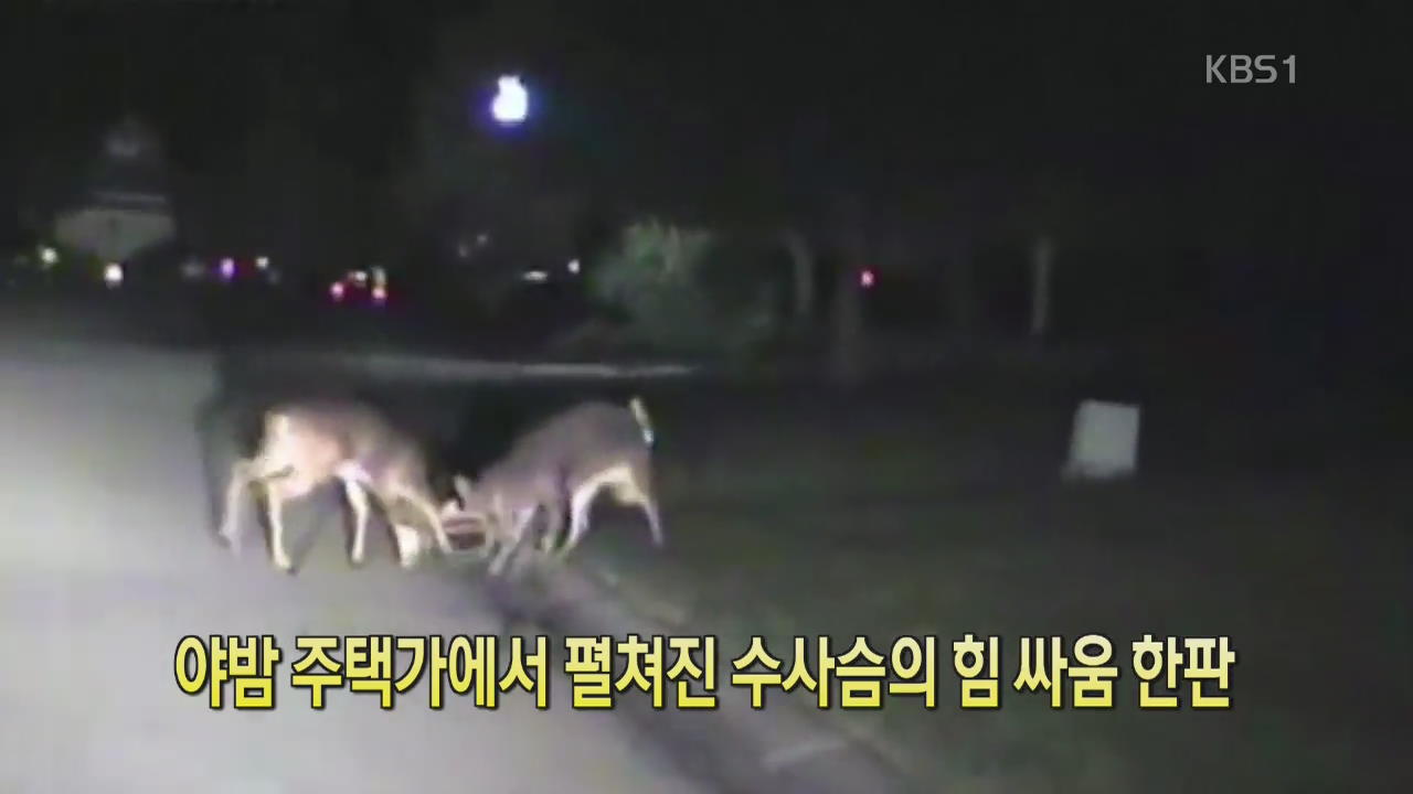 [디지털 광장] 야밤 주택가에서 펼쳐진 수사슴의 힘 싸움 한판