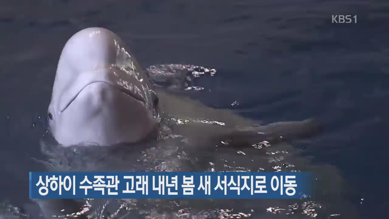 [지금 세계는] 상하이 수족관 고래 내년 봄 새 서식지로 이동