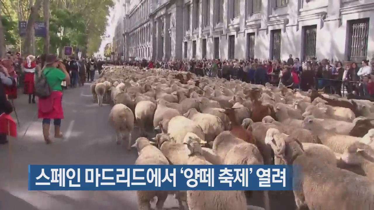 [지금 세계는] 스페인 마드리드에서 ‘양떼 축제’ 열려