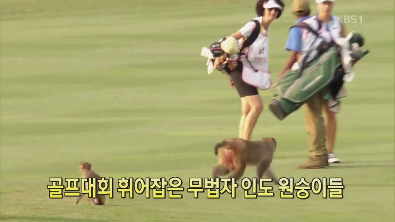 [디지털 광장] 골프대회 휘어잡은 무법자 인도 원숭이들