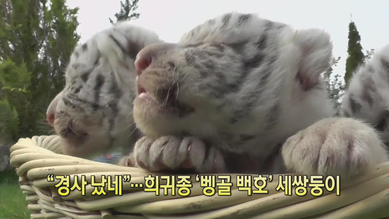 [디지털 광장] “경사 났네”…희귀종 ‘벵골 백호’ 세쌍둥이