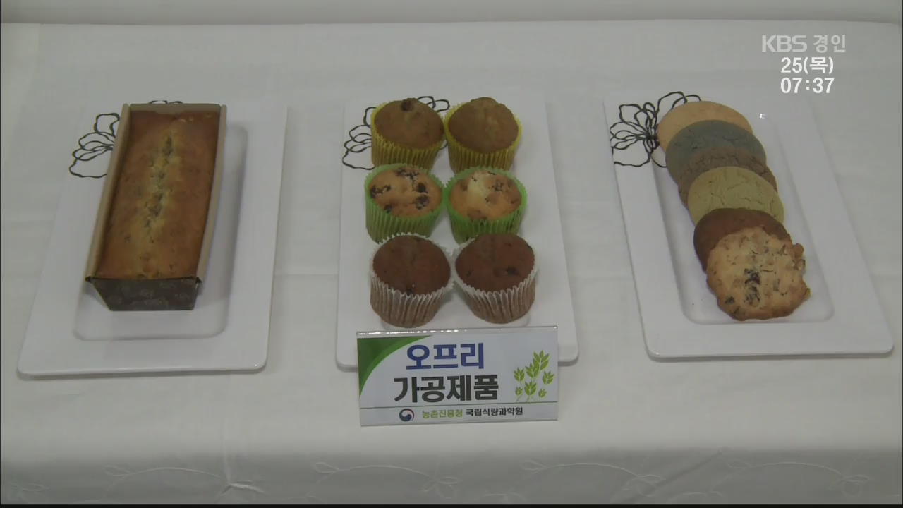 ‘글루텐’ 알레르기 없는 밀 품종 첫 개발