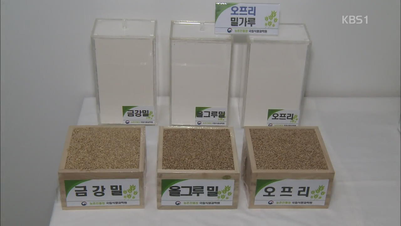 ‘글루텐’ 알레르기 없는 밀 품종 첫 개발