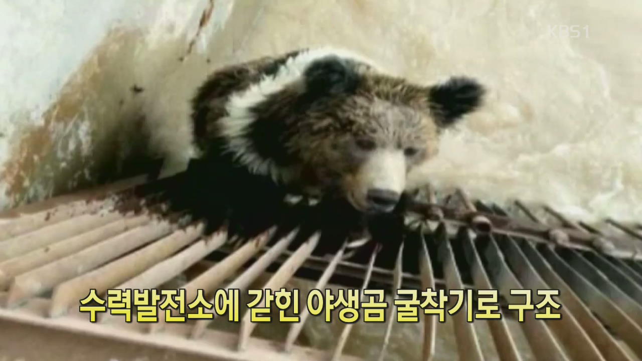[디지털 광장] 수력발전소에 갇힌 야생곰 굴착기로 구조