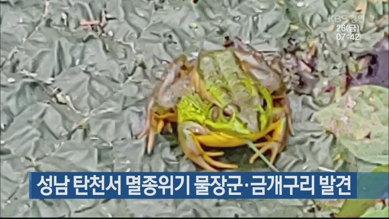 성남 탄천서 멸종위기 물장군·금개구리 발견