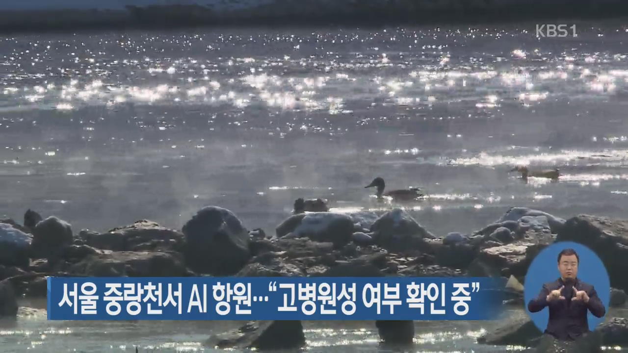 서울 중랑천서 AI 항원…“고병원성 여부 확인 중”