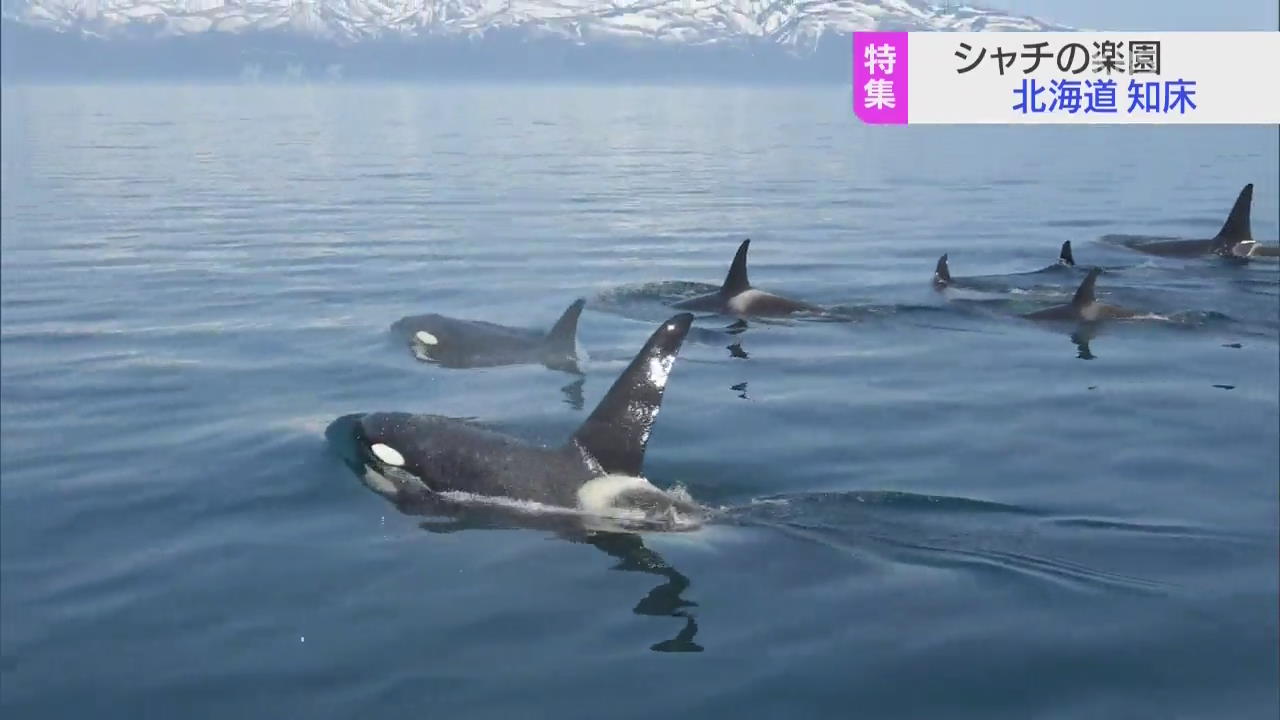 범고래의 낙원, 홋카이도 시레토코