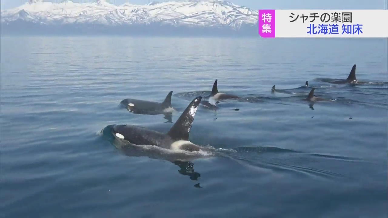 범고래의 낙원, 홋카이도 시레토코