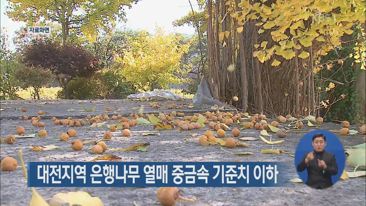 대전지역 은행나무 열매 중금속 기준치 이하