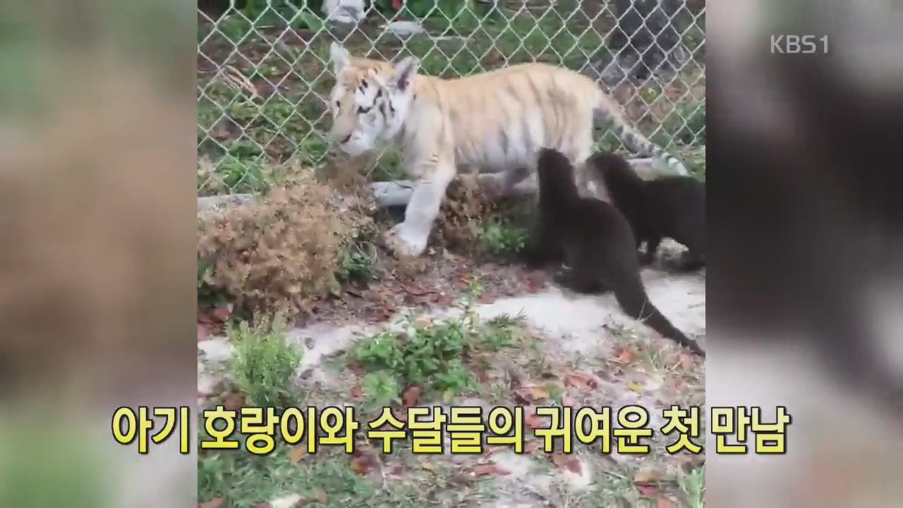 [디지털 광장] 아기 호랑이와 수달들의 귀여운 첫 만남