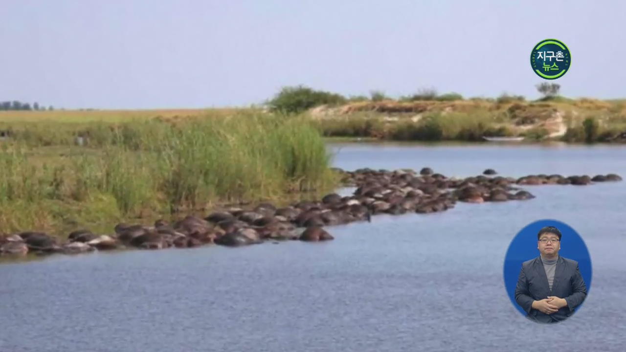 아프리카 초베 강, 버펄로 400마리 익사…사자에 쫓긴 듯