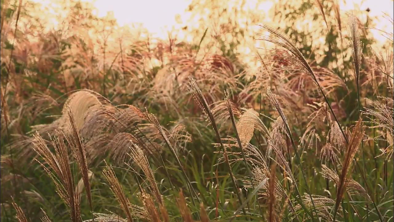 [Korean Snapshot] Sky park