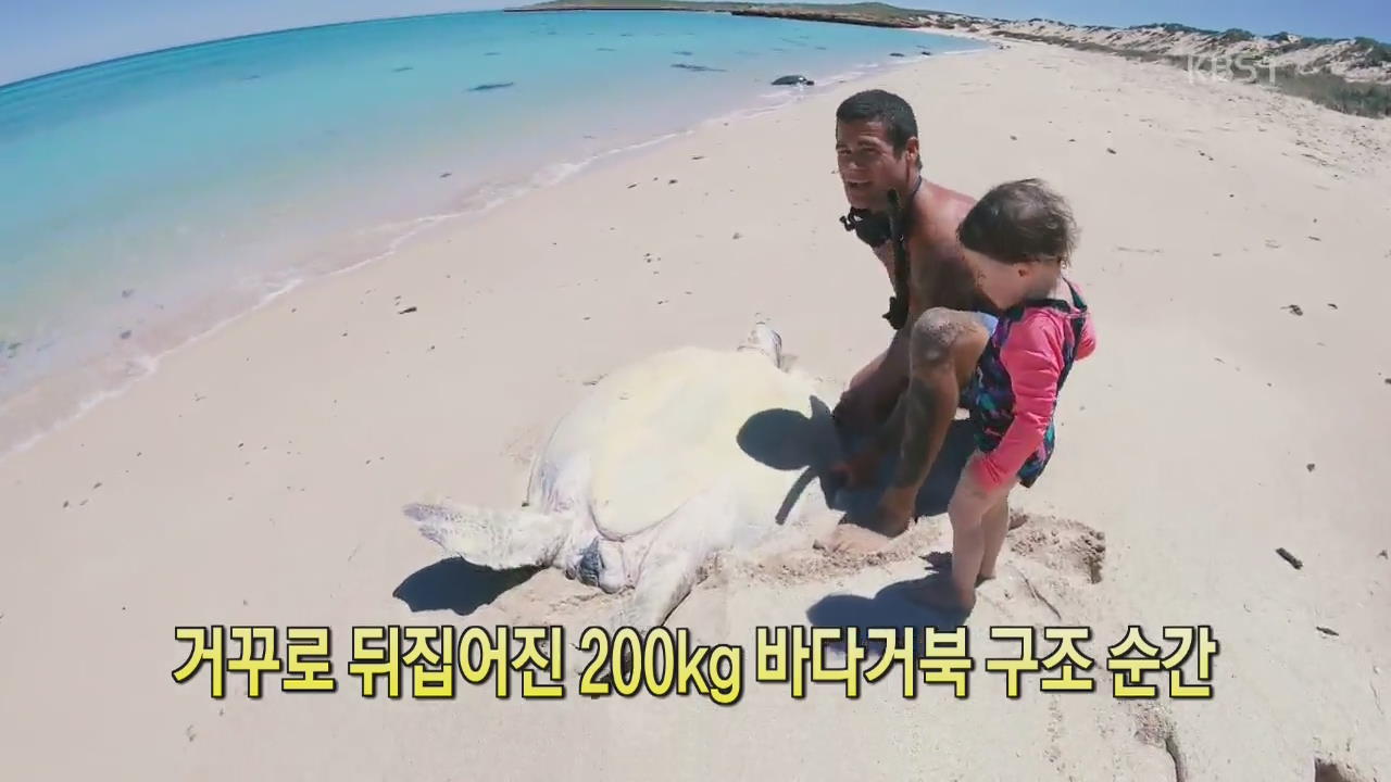 [디지털 광장] 거꾸로 뒤집어진 200kg 바다거북 구조 순간