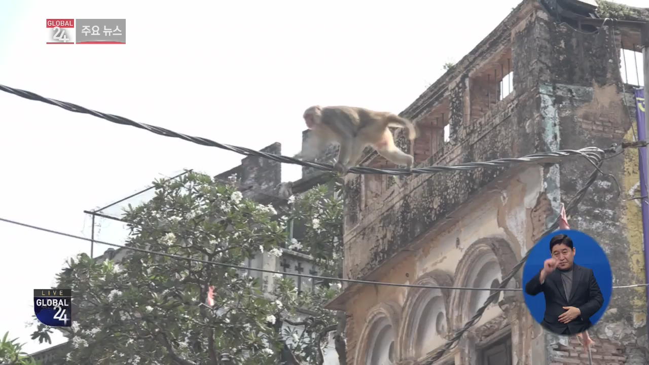 [글로벌24 주요뉴스] 인도, 원숭이가 신생아 납치 후 살해