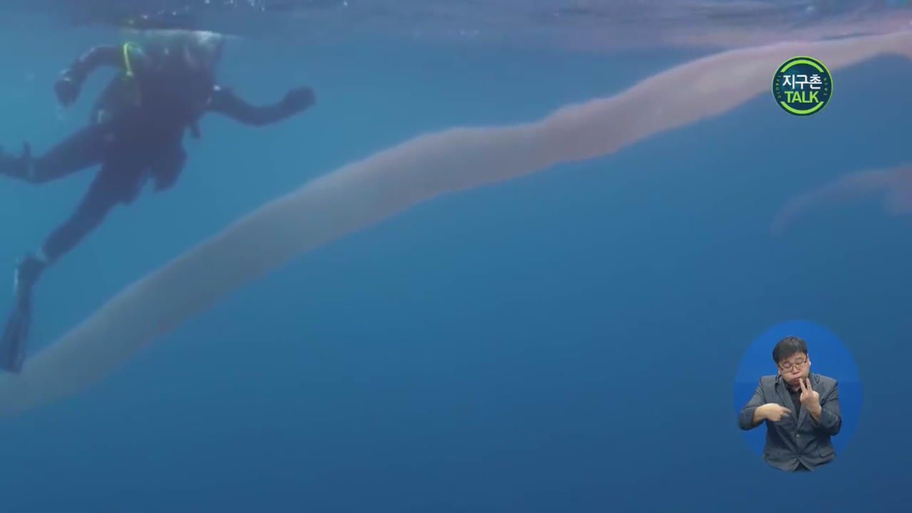 [지구촌 Talk] 거대 바다 괴물의 정체…‘불우렁쉥이’