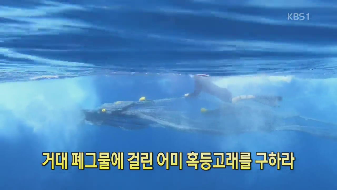 [디지털 광장] 거대 폐그물에 걸린 어미 혹등고래를 구하라